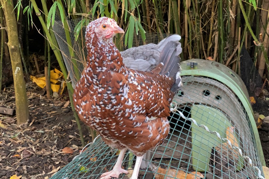 A heritage hen sits on a wire enclosure