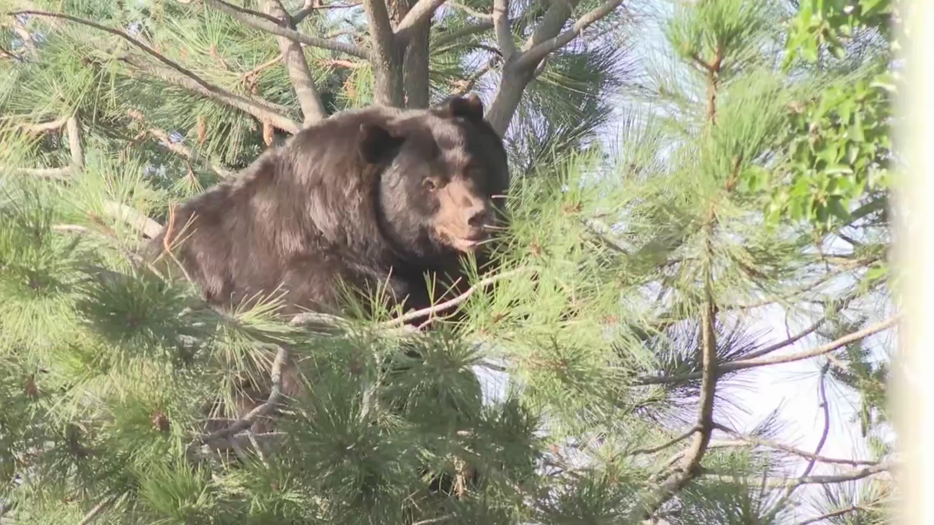 Bear in an evergreen tree's branches