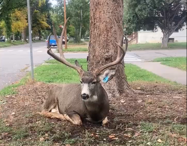 Big buck has tomato plant removed from antlers