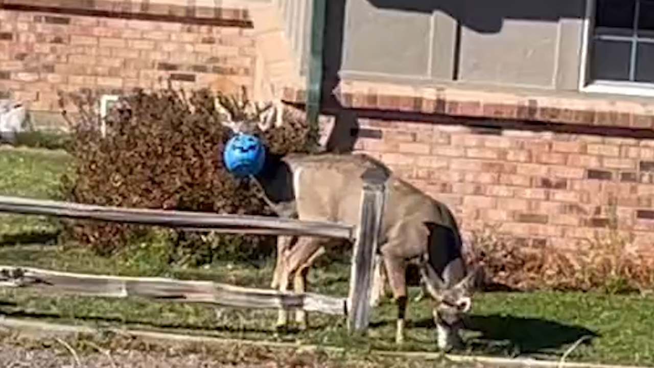 Deer with plastic pumpkin on snout