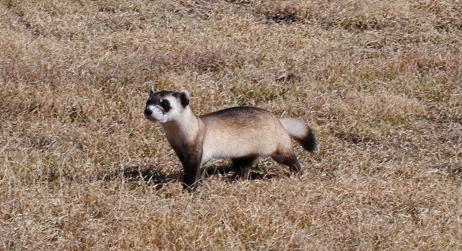 One of 30 black-footed ferrets being released near Lamar