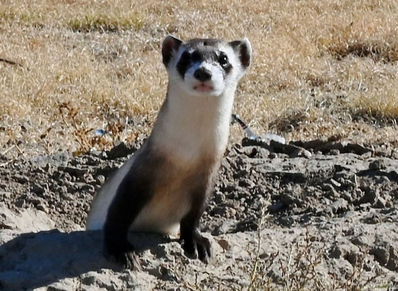 Black-footed ferrets are being released on the Southern Plains Land Trust