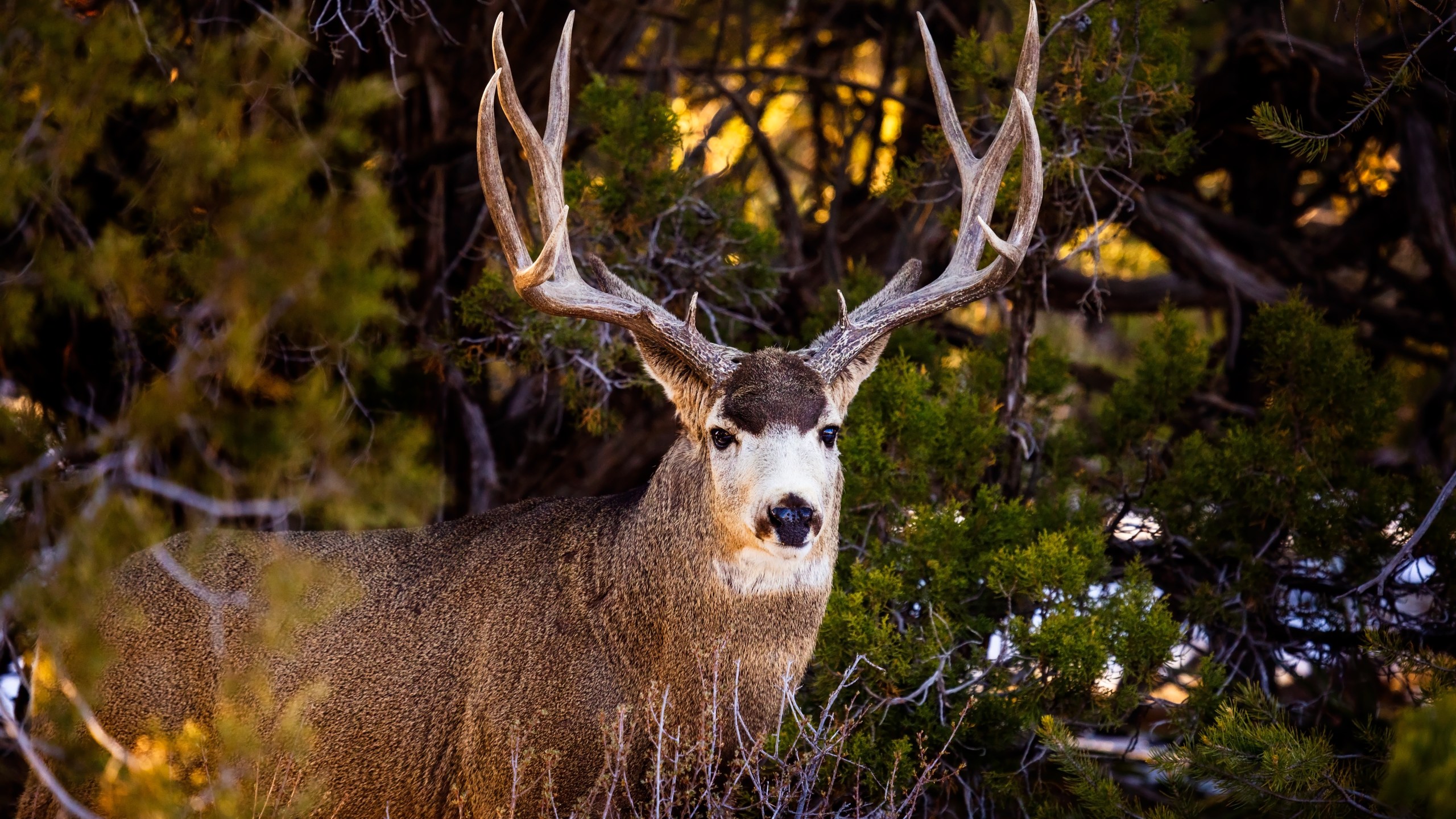 Mule deer buck in the forest