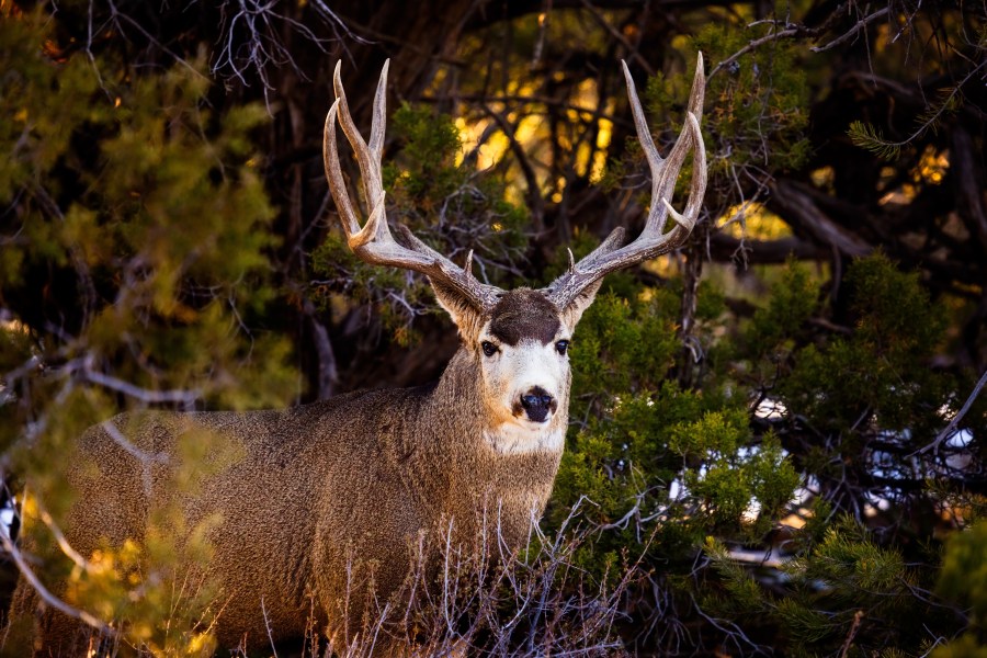 Mule deer buck in the forest