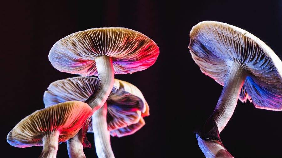 The Mexican magic mushroom psilocybe cubensis