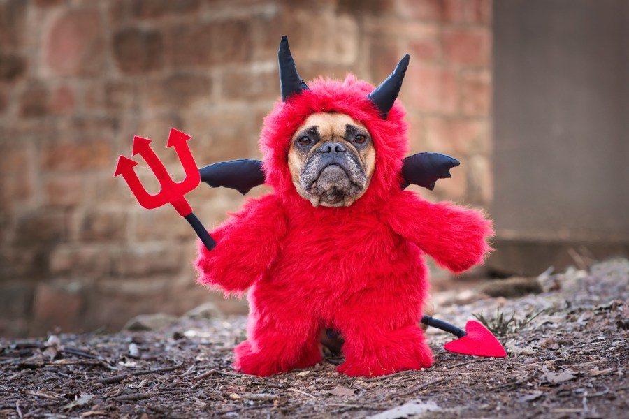 Dogs in halloween costumes in Denver