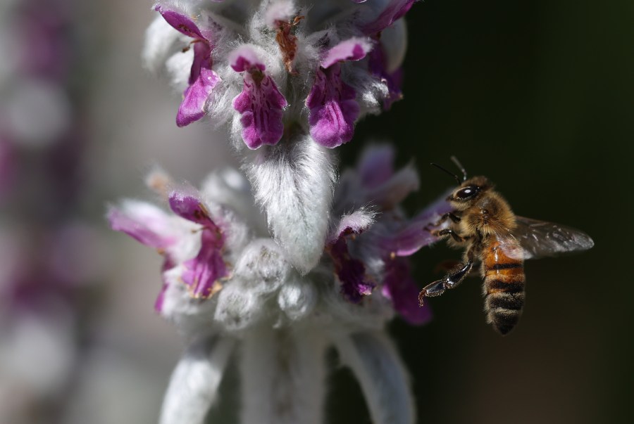 California Budget Includes Funding For Bees