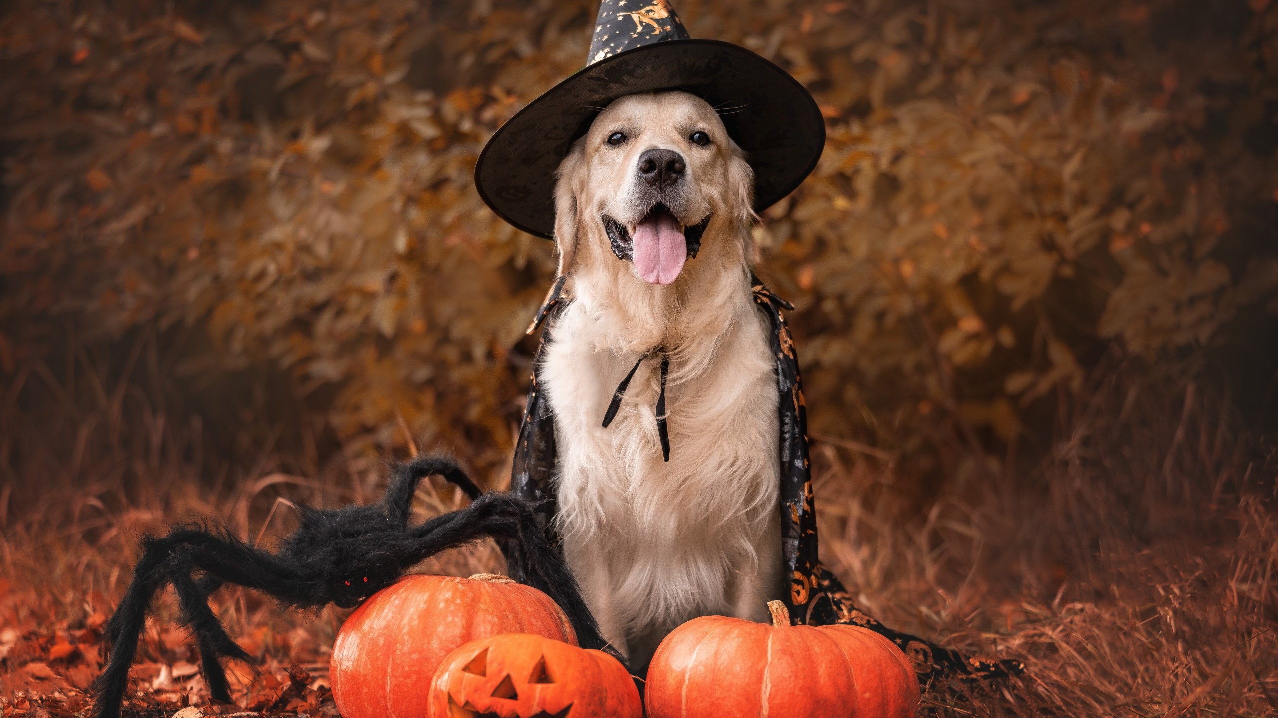 Pets on Halloween