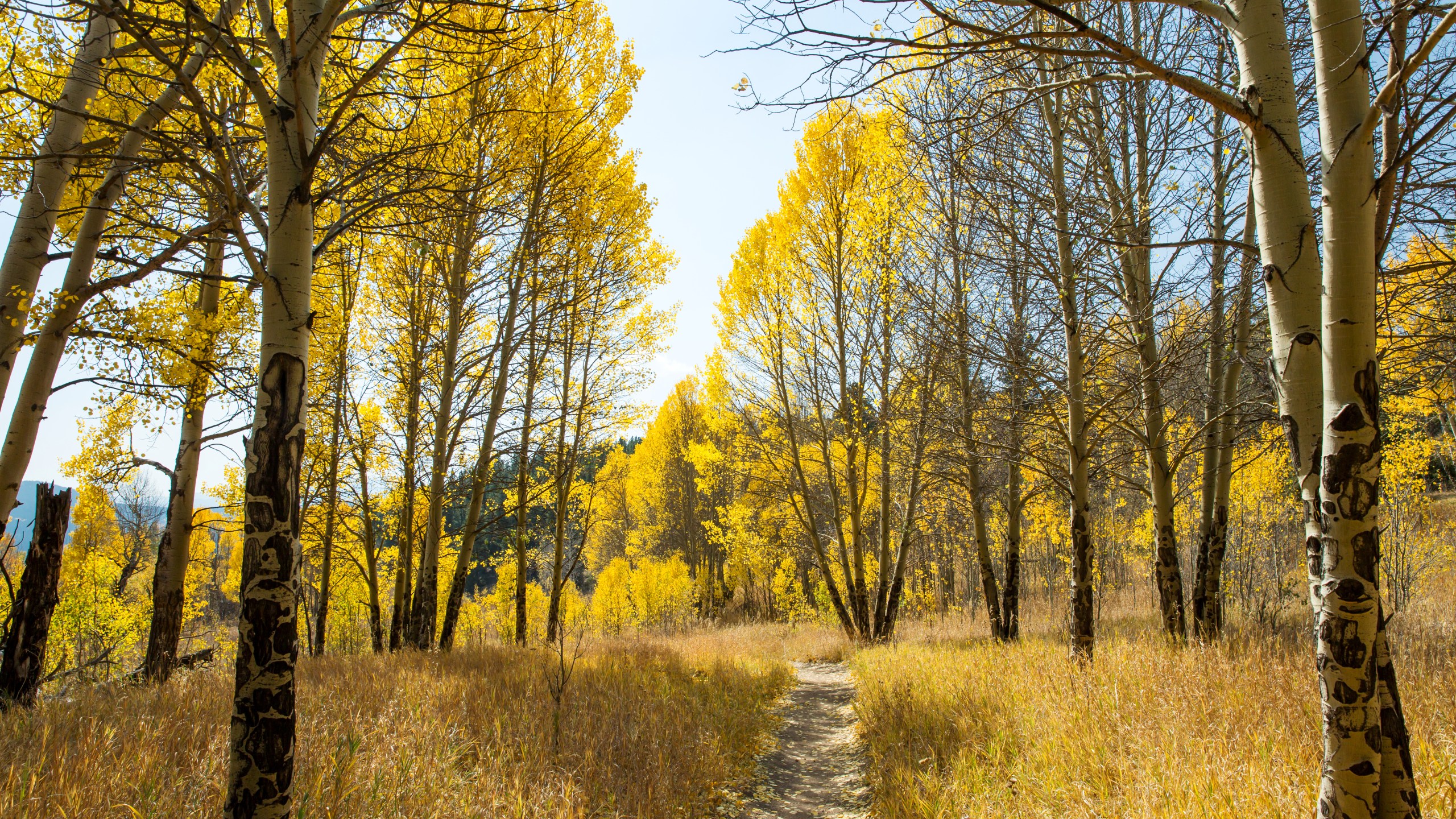 Fall leaves in Colorado