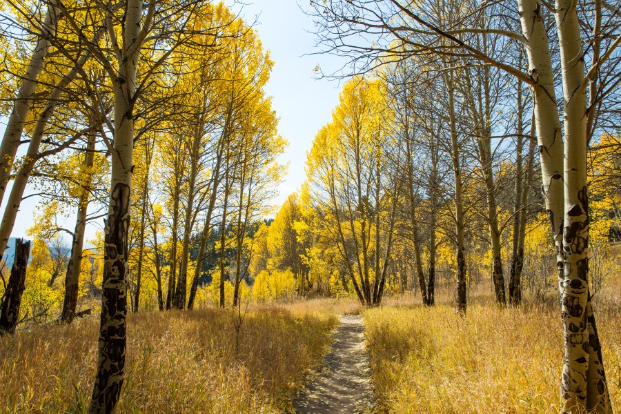 Fall leaves in Colorado