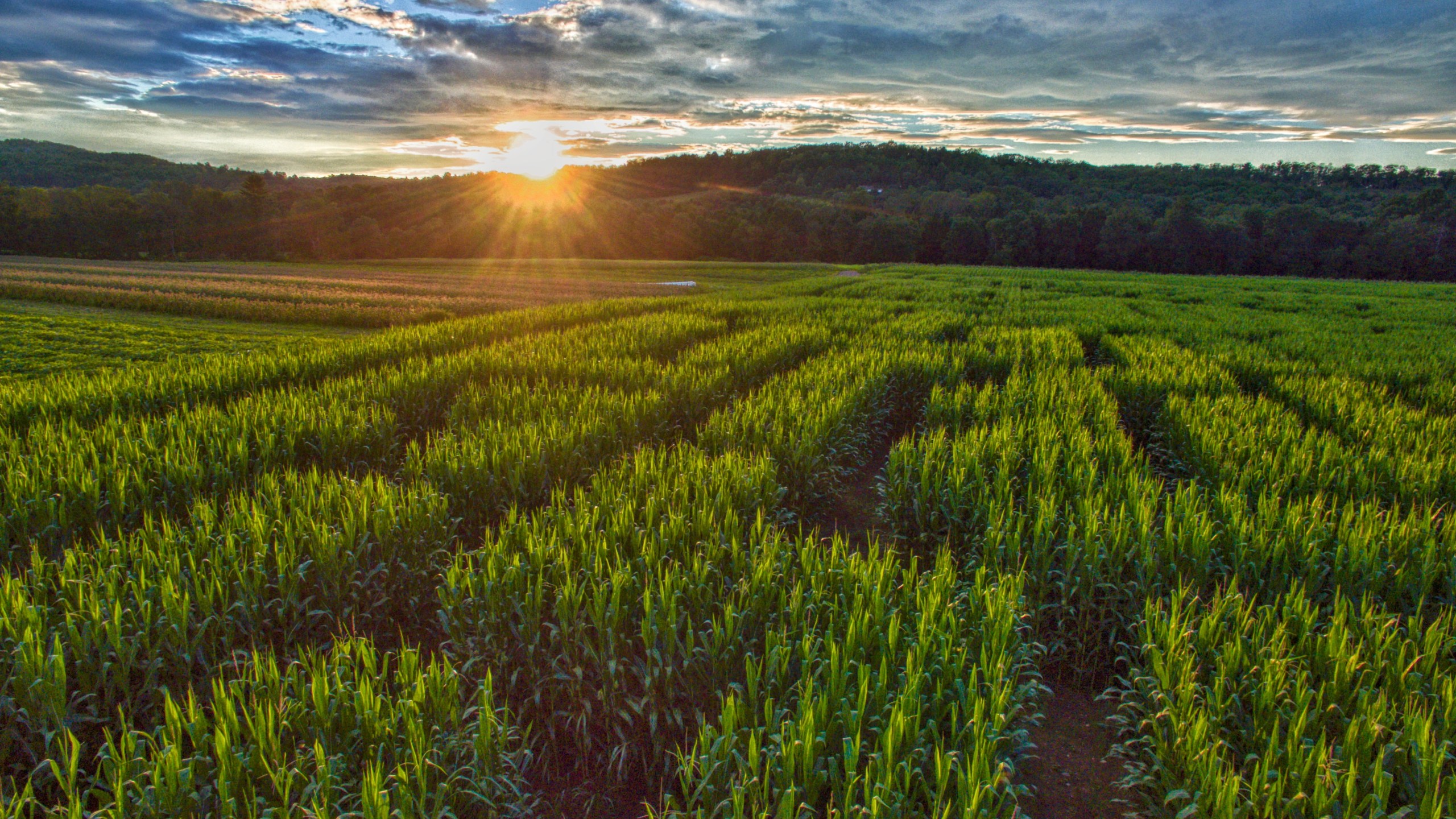 Corn maze in Denver Colorado