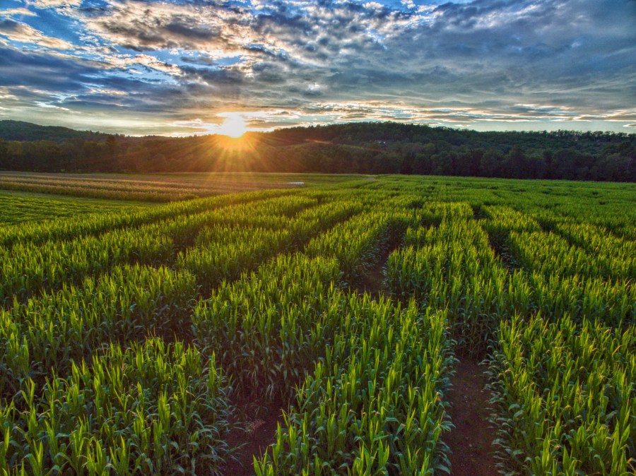 Corn maze in Denver Colorado