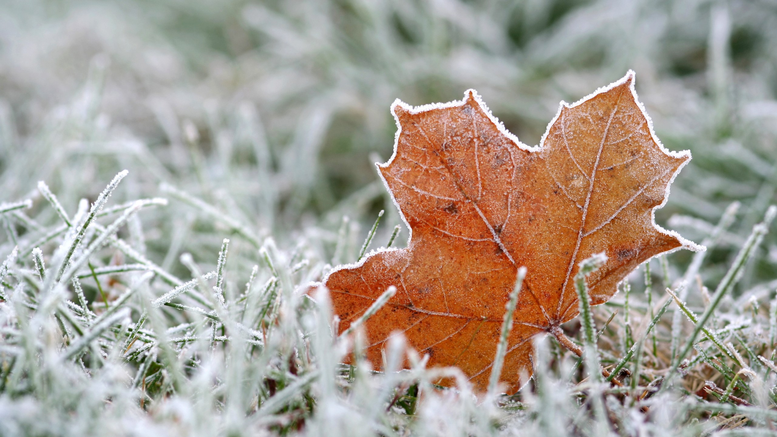 Frost on grass