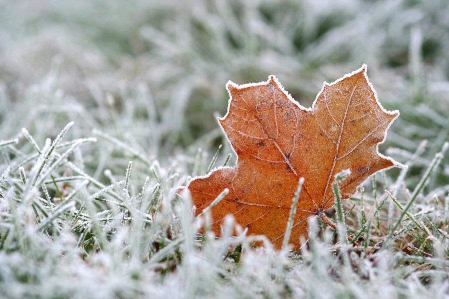 Frost on grass