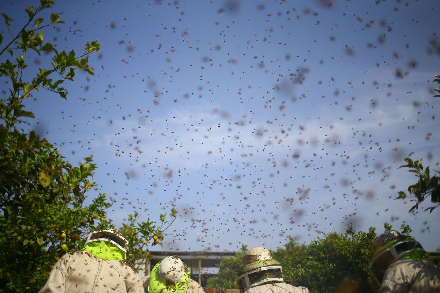 PALESTINIAN-GAZA-BEEKEEPING-HONEY