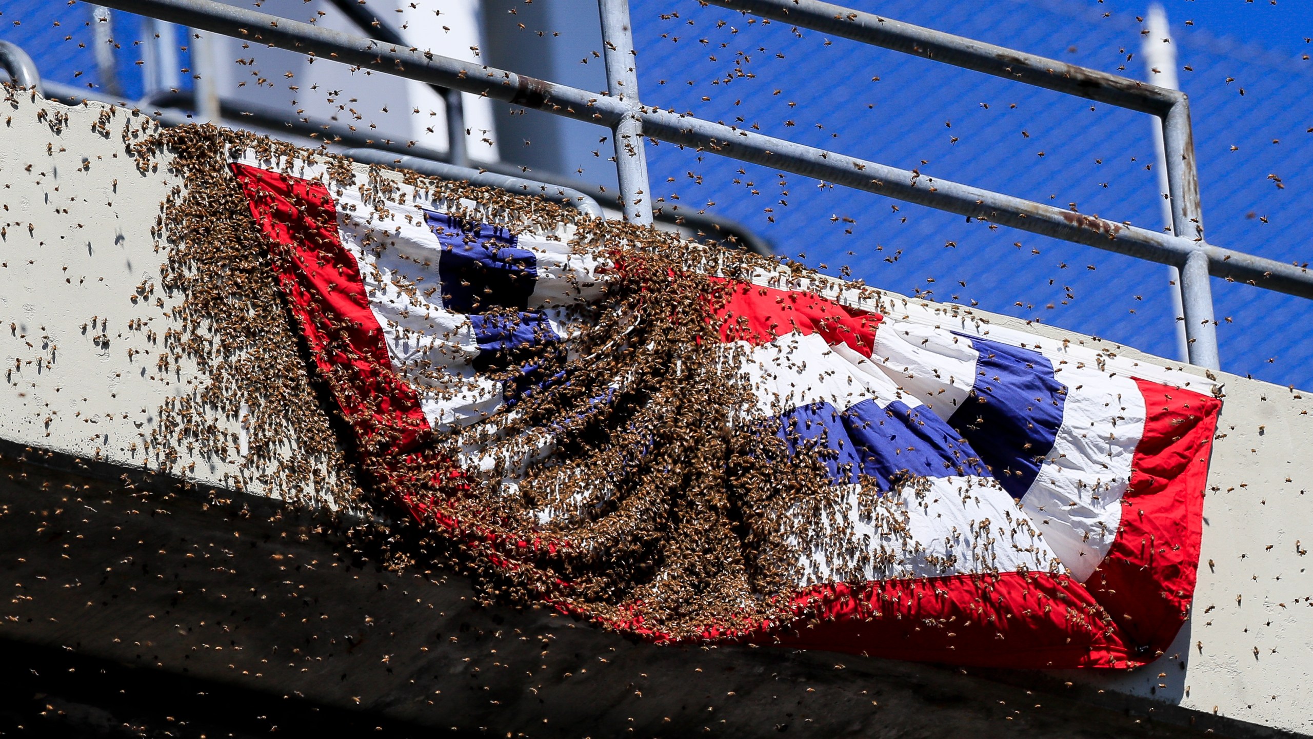 A swarm of bees invaded the upper deck of left field before the game between the Cleveland Indians and the Kansas City Royals