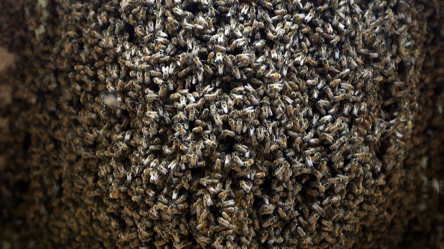 Honeybee swarm (credit Joe Raedle Getty Images)