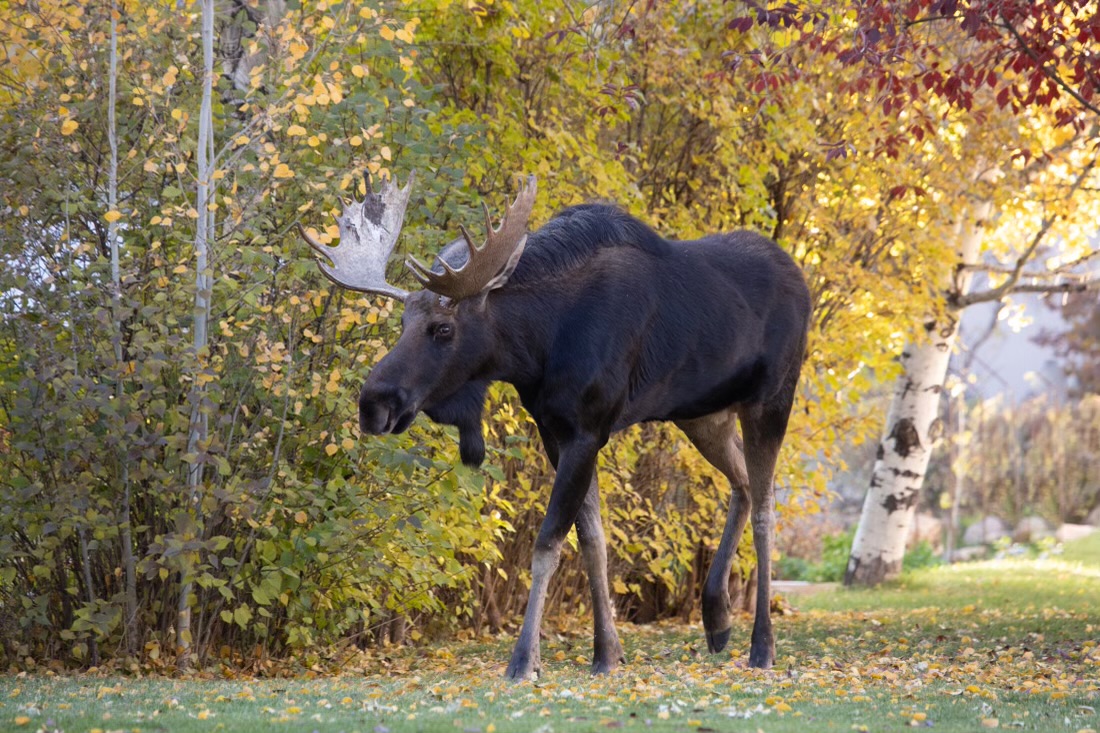 Steamboat 3rd St Moose David Dietrich