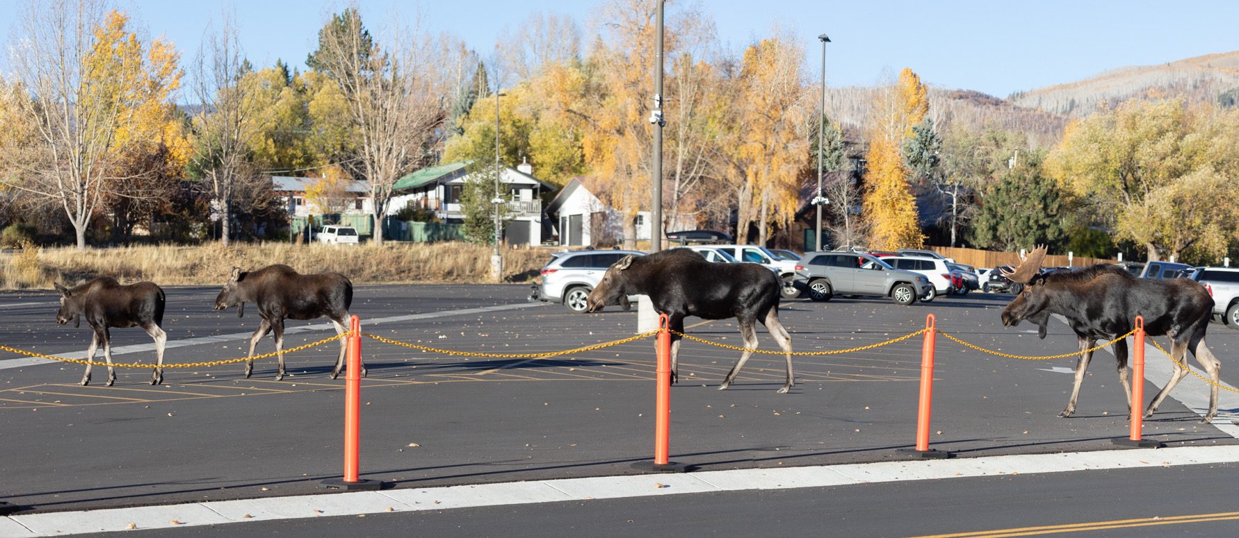 Steamboat 3rd St Moose David Dietrich