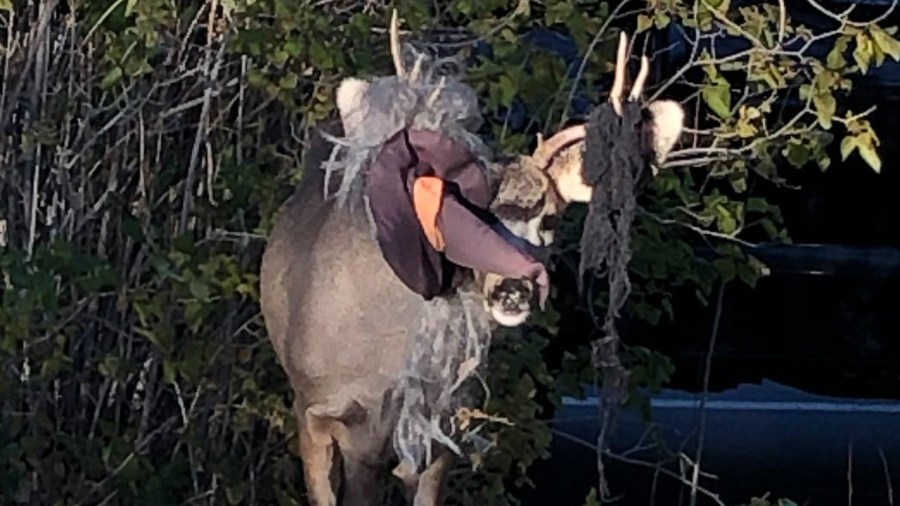 Halloween decorations in deer antlers