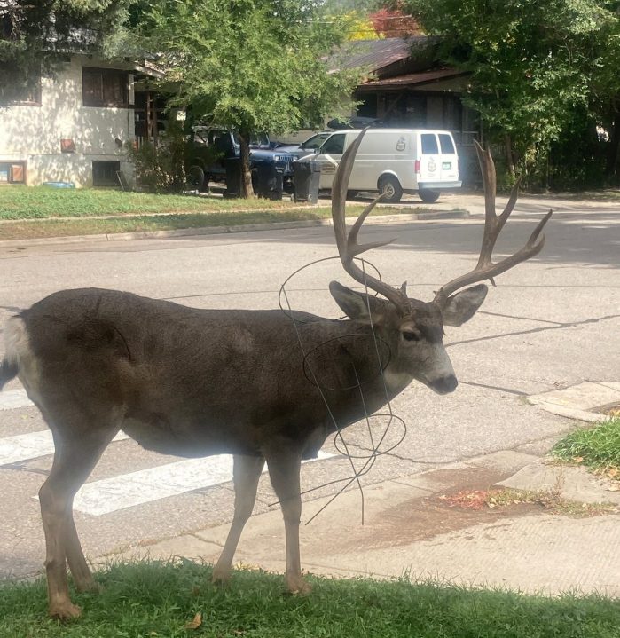 Big buck gets antlers tangled in tomato plant cage