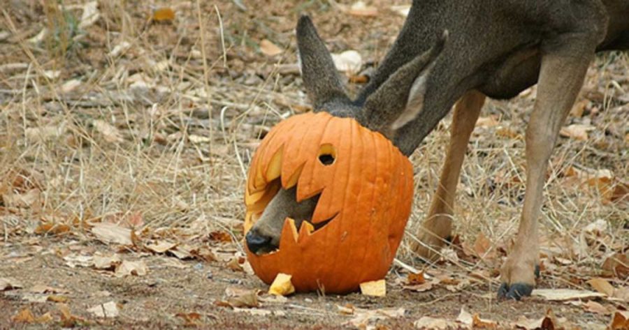 A deer eating a leftover Jack-O-Lantern