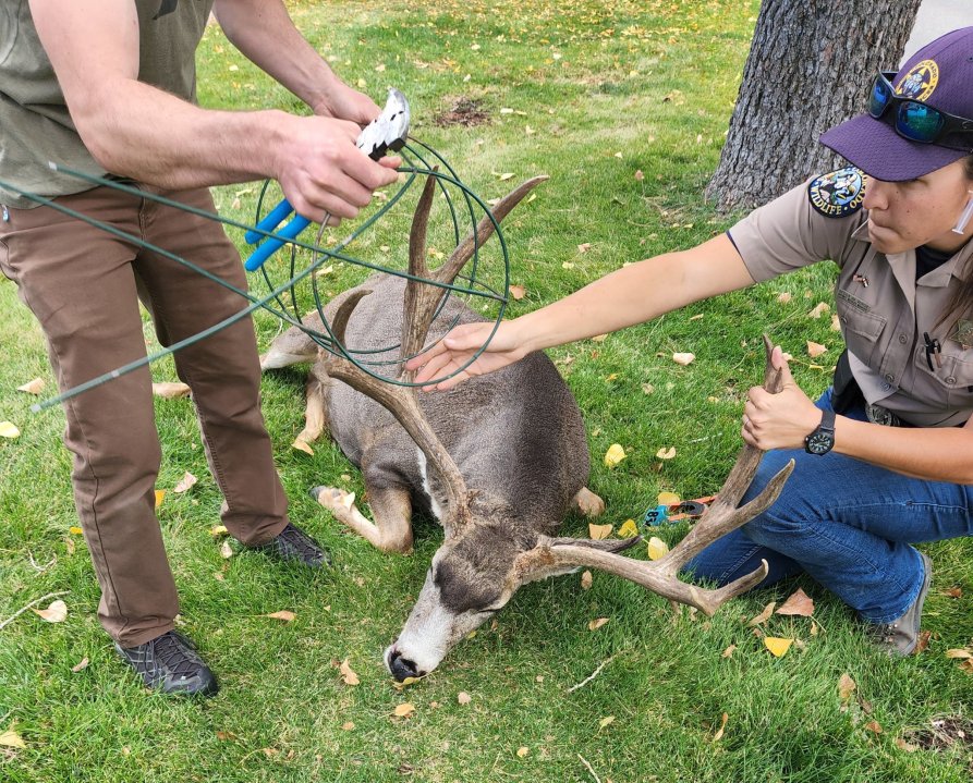 Wildlife officers remove tomato plant cage wiring from deer's antlers