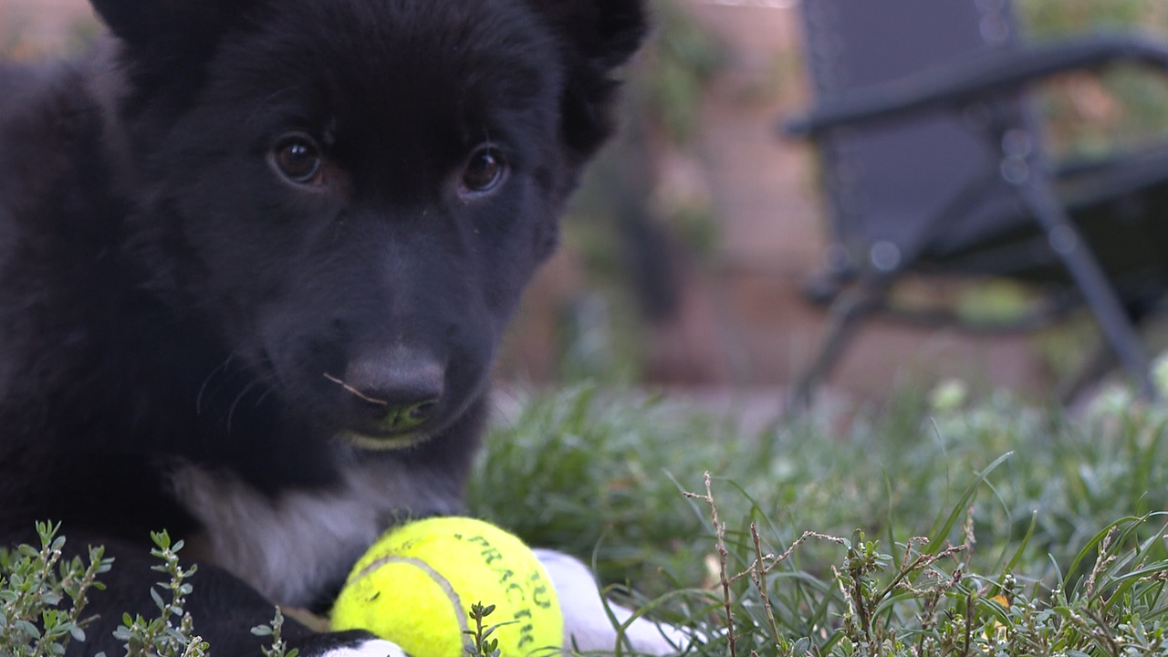 Puppy on grass with tennis ball