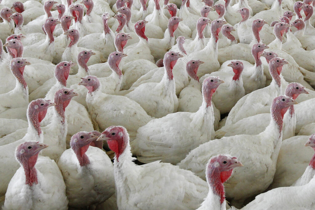 Turkeys at a farm