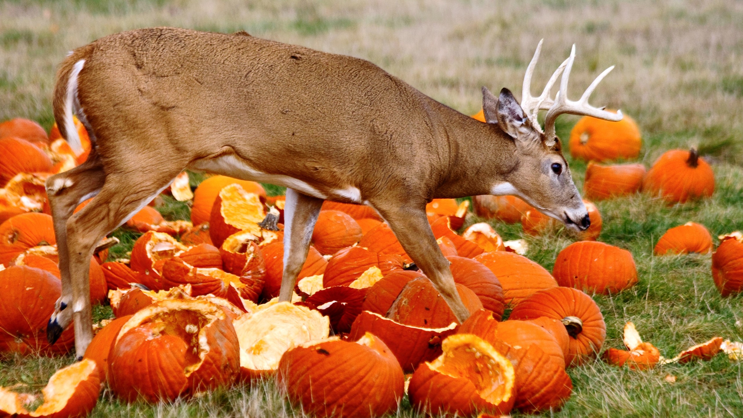 Deer in pumpkins