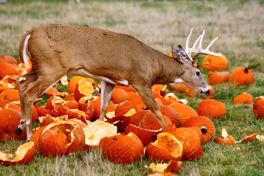 Deer in pumpkins