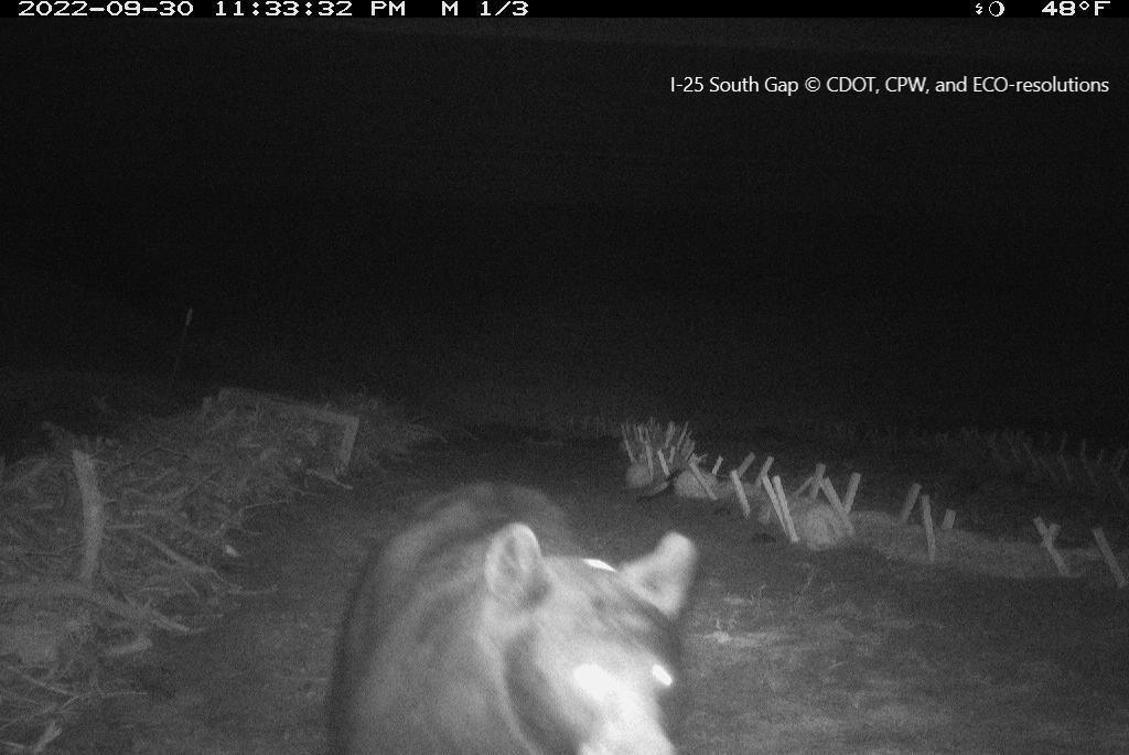 A bear spotted by a camera at a wildlife underpass in Douglas County, Colorado