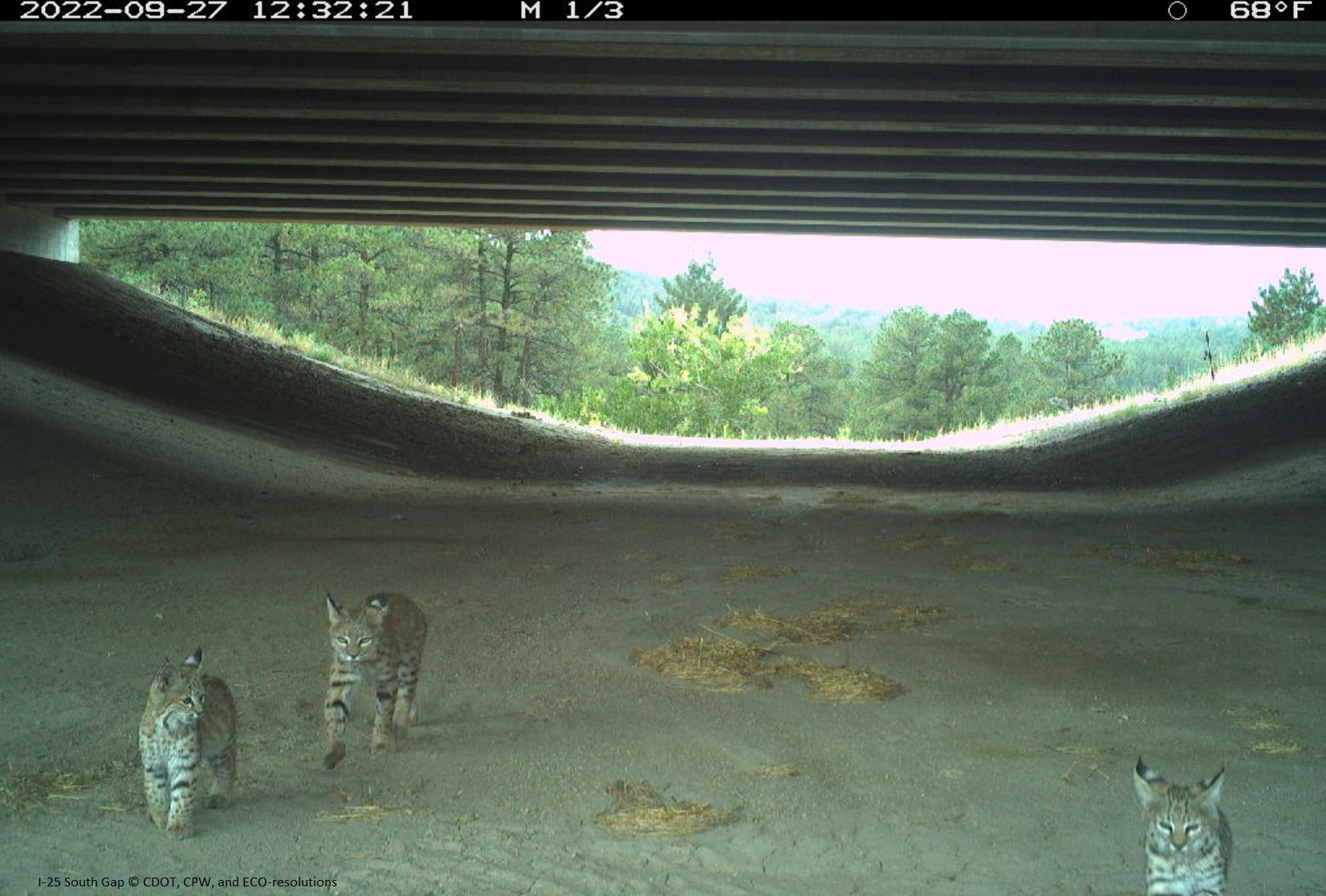 Some bobcats spotted by a camera at a wildlife underpass in Douglas County, Colorado