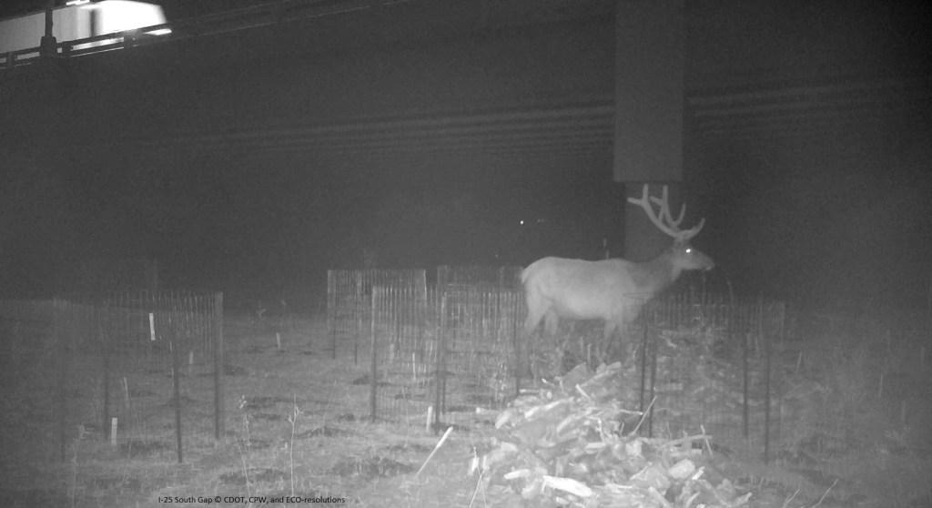 An elk spotted by a camera at a wildlife underpass in Douglas County, Colorado