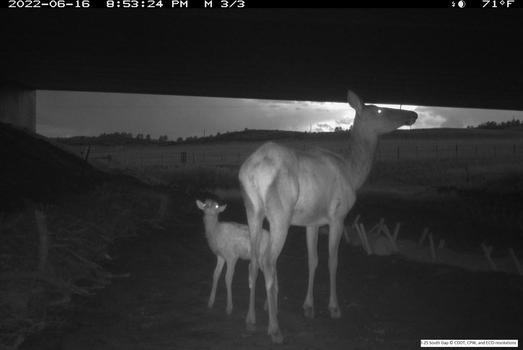 Some elk spotted by a camera at a wildlife underpass in Douglas County, Colorado