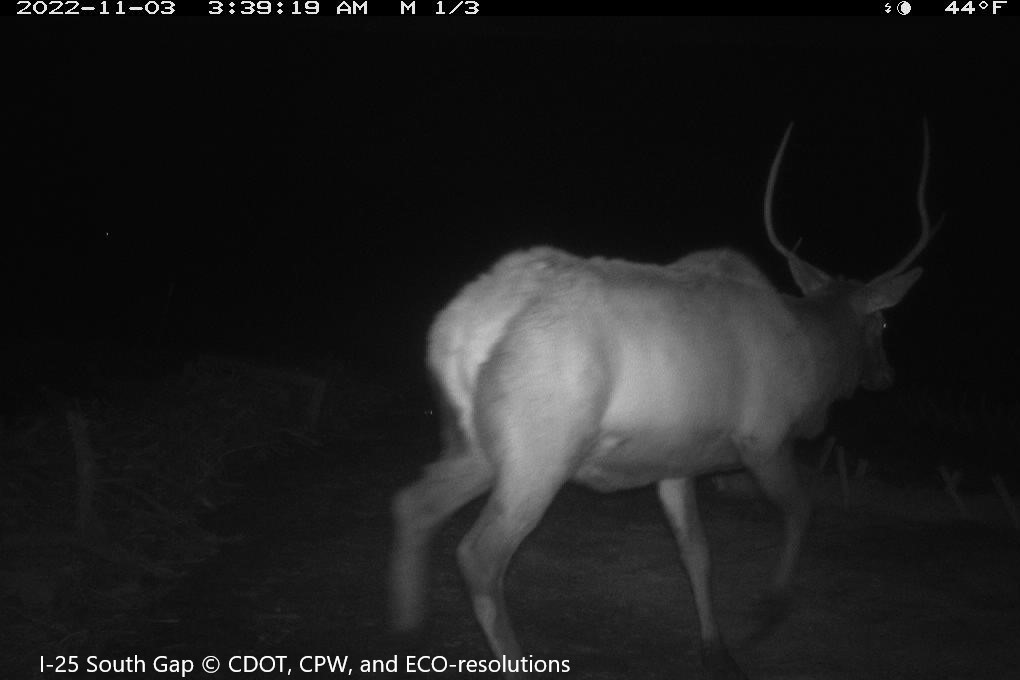 An elk spotted by a camera at a wildlife underpass in Douglas County, Colorado