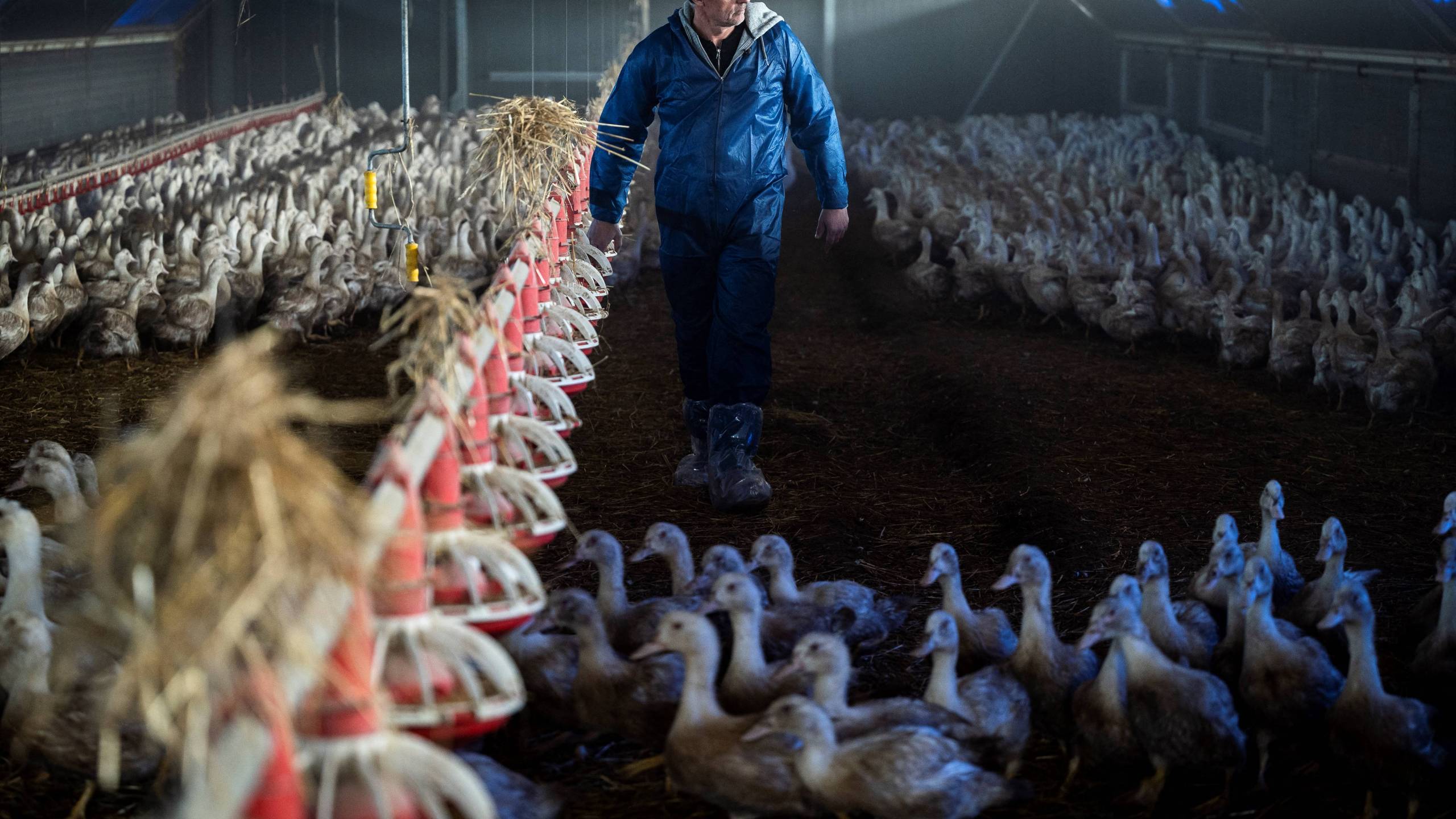 FRANCE-AGRICULTURE-FLU-GASTRONOMY