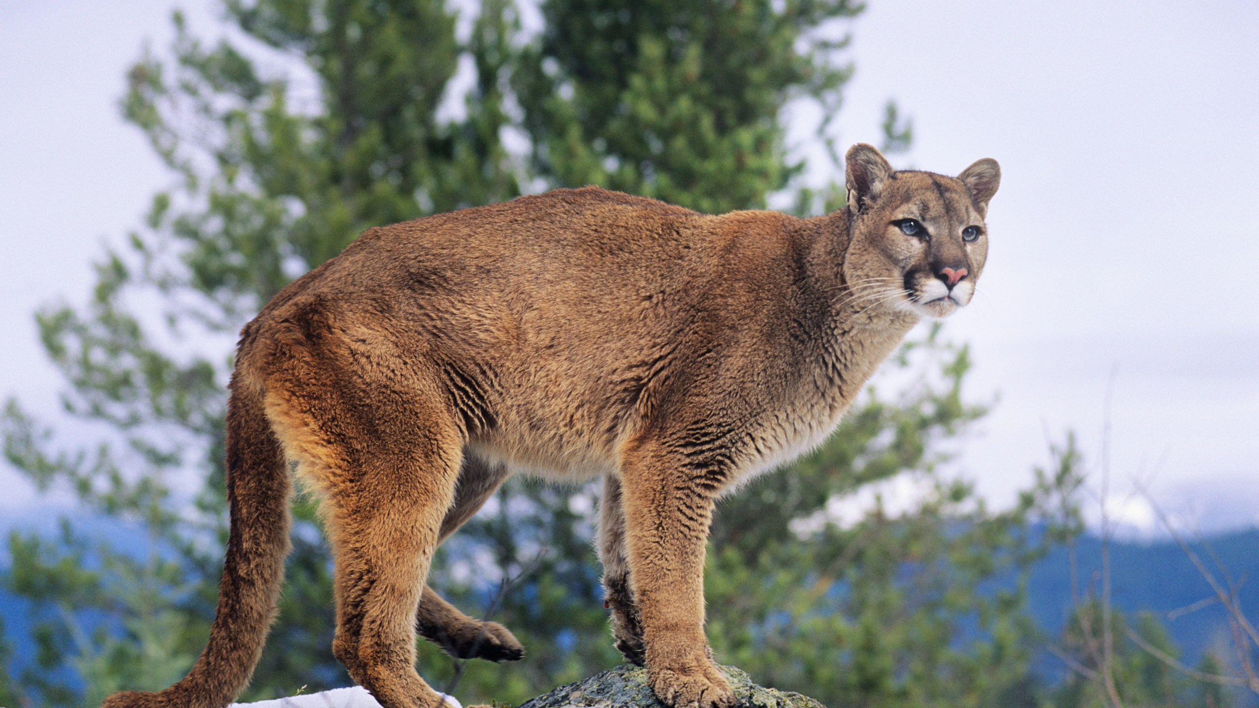 Mountain lion standing on a rock