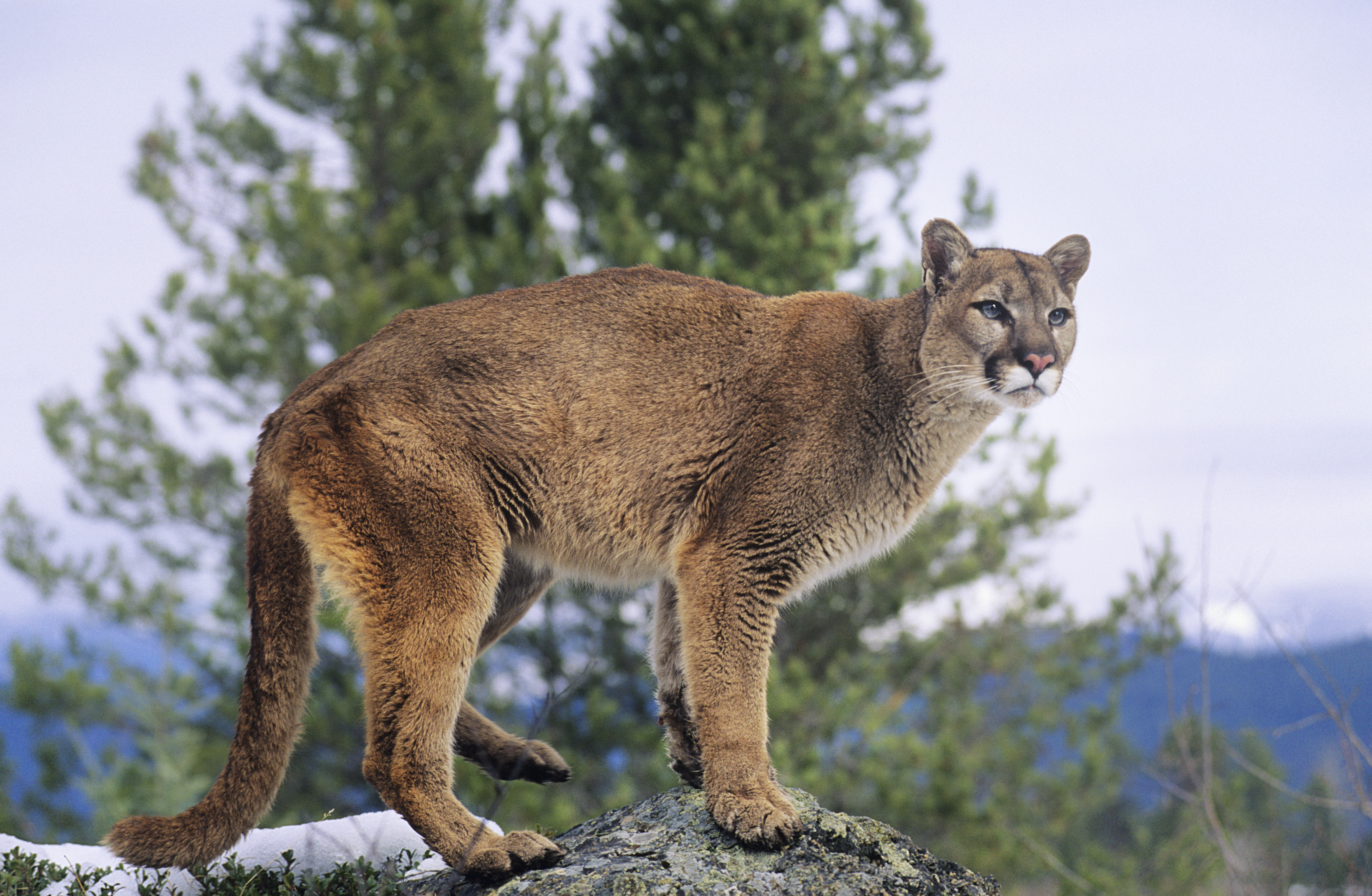 Mountain lion standing on a rock