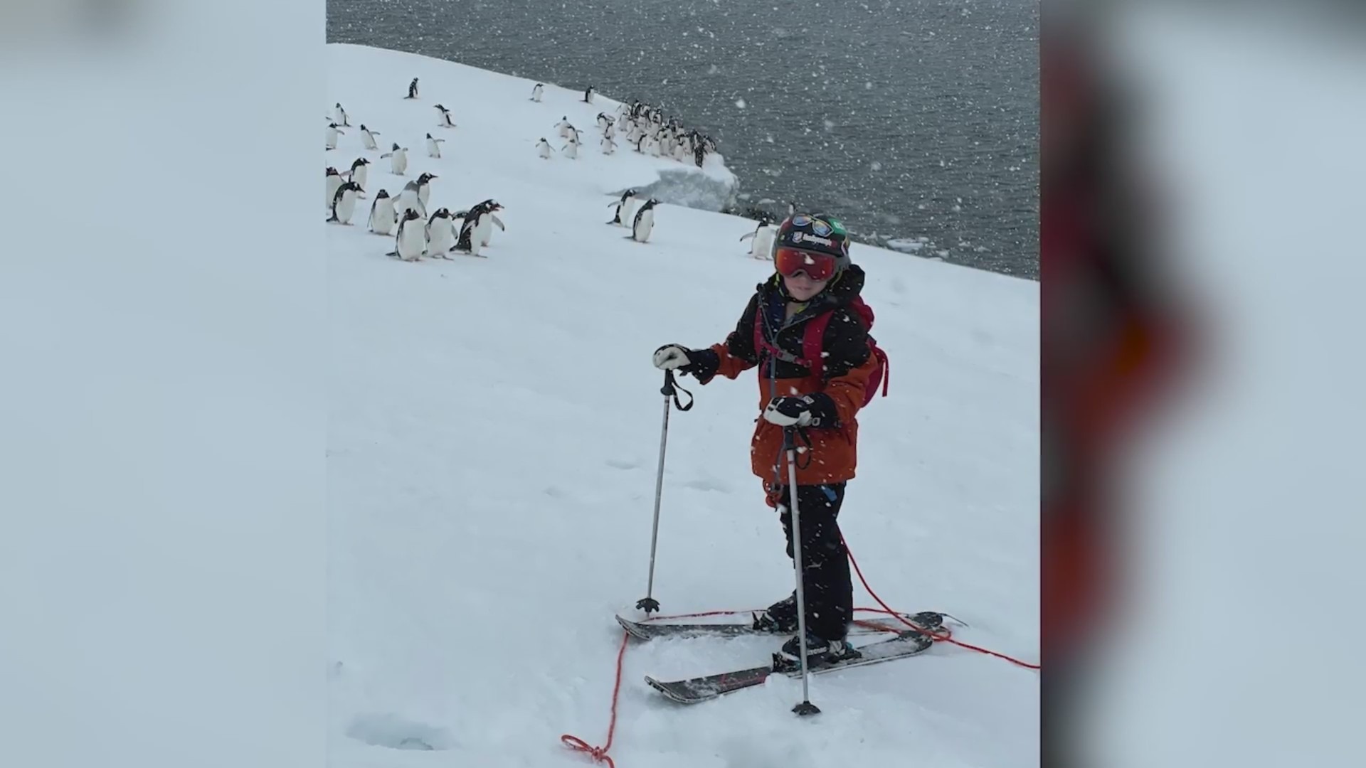 A young boy on skis and in ski gear on snow with penguins in the background