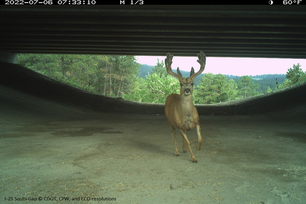 A deer spotted by a camera at a wildlife underpass in Douglas County, Colorado