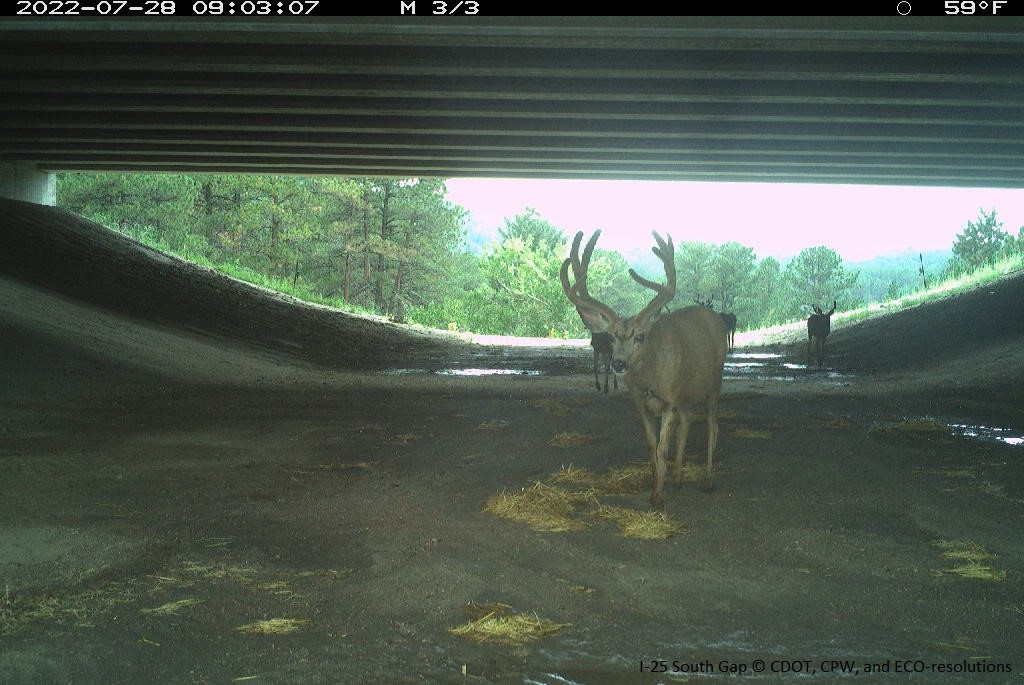 A group of deer spotted by a camera at a wildlife underpass in Douglas County, Colorado