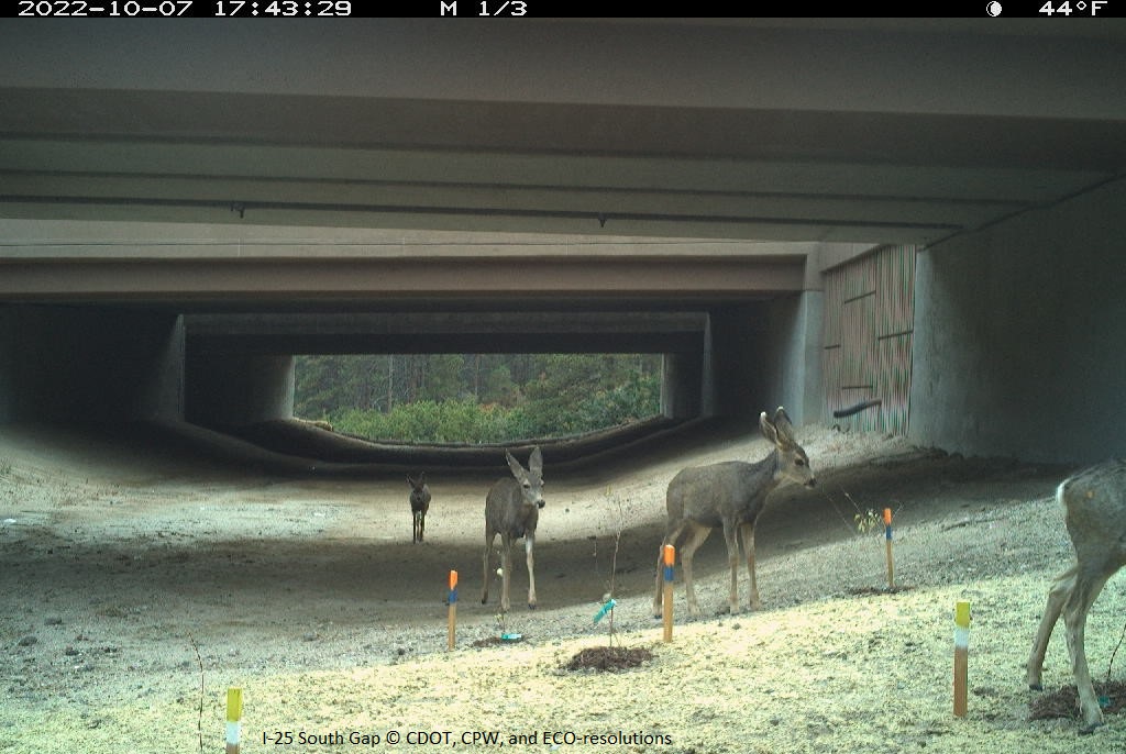 A group of deer spotted by a camera at a wildlife underpass in Douglas County, Colorado