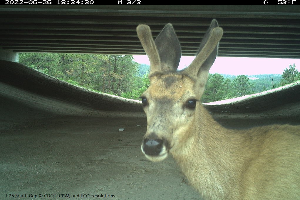 A deer looking into a camera at a wildlife underpass in Douglas County, Colorado