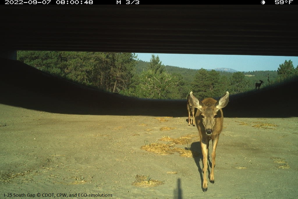 A group of deer spotted by a camera at a wildlife underpass in Douglas County, Colorado