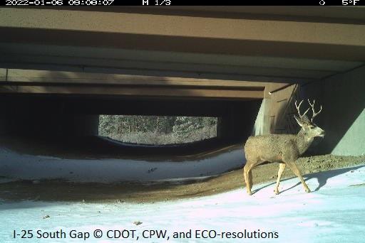 A deer spotted by a camera at a wildlife underpass in Douglas County, Colorado