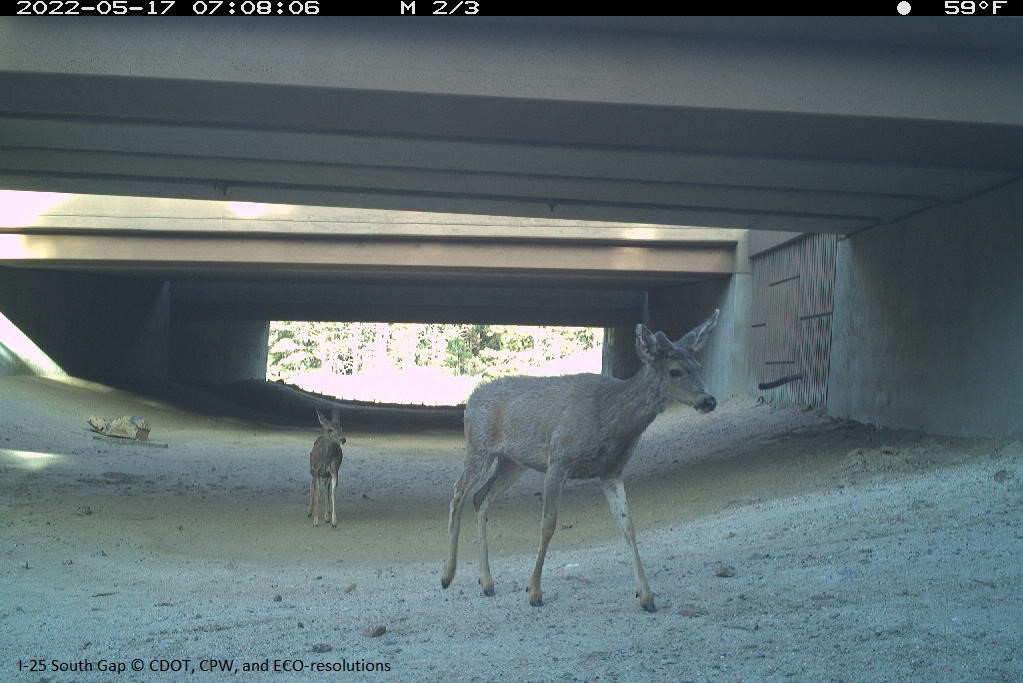 A doe and child spotted by a camera at a wildlife underpass in Douglas County, Colorado