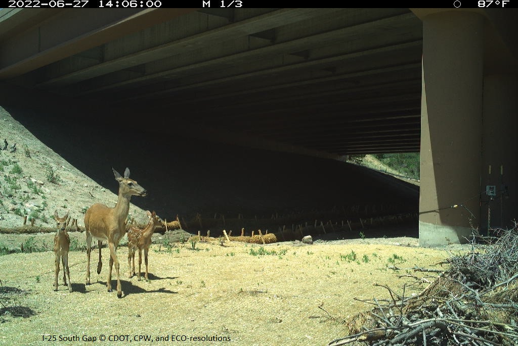 Some deer spotted by a camera at a wildlife underpass in Douglas County, Colorado