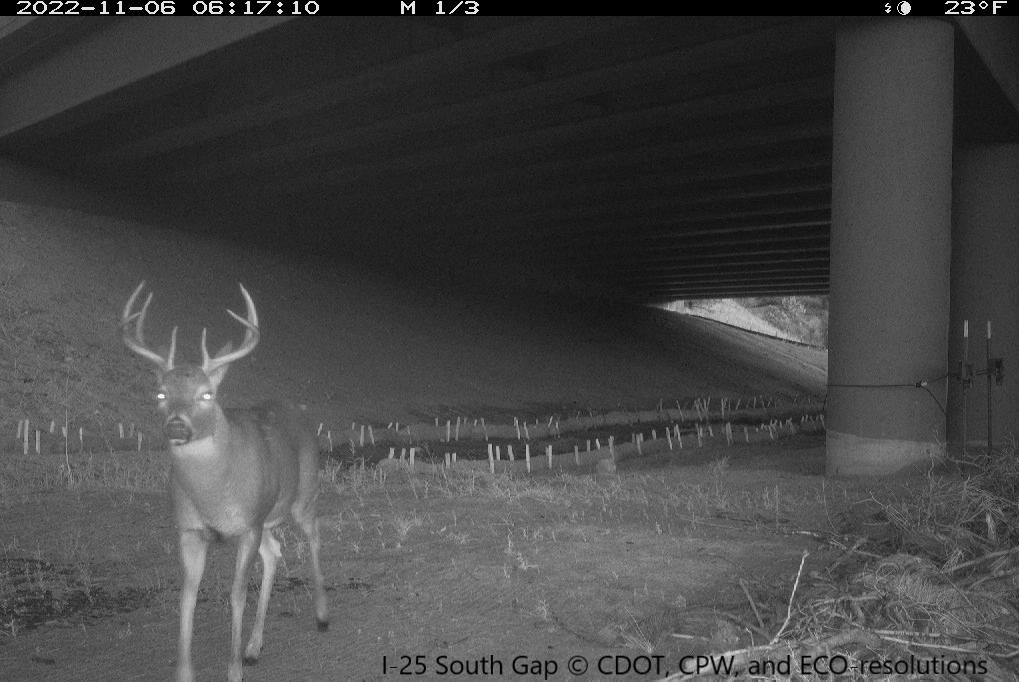 A deer spotted by a camera at a wildlife underpass in Douglas County, Colorado