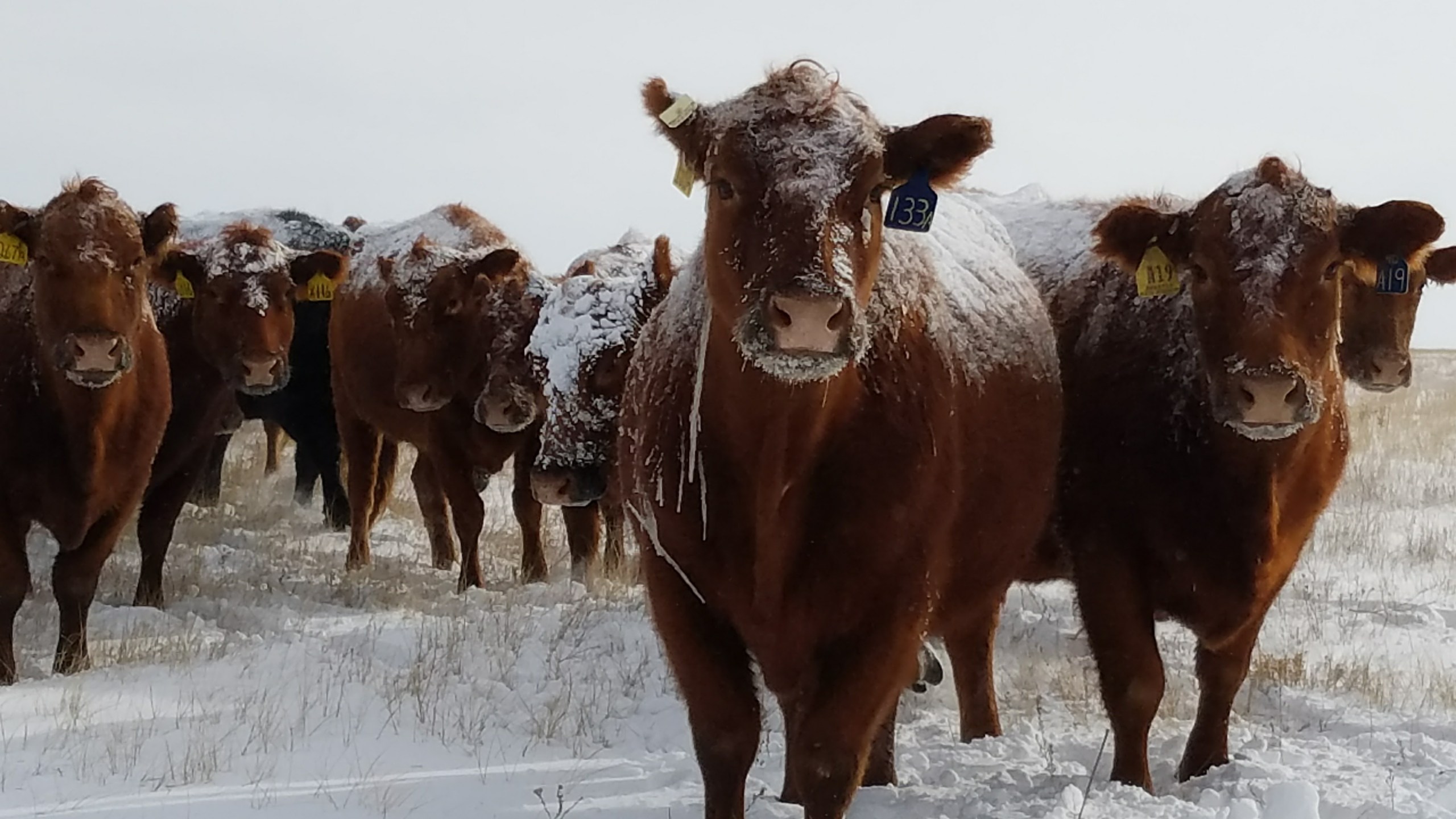 Cattle on a snowy field